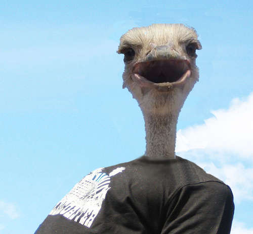 Image:Ostrich.jpg