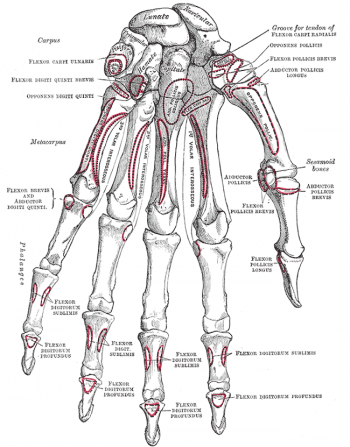 Diagram of Hand